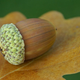Image for article titled Eggcorn: The Invented Word That Describes Invented Words
